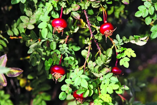 Φώκλαντ rose hips