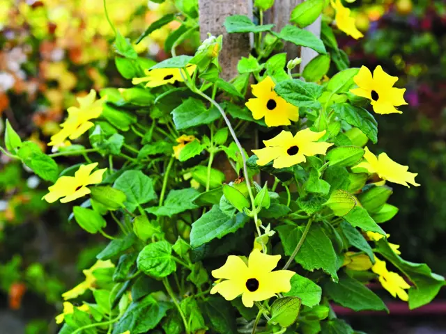 Η Thunbergia ονομάζεται ευρέως "black-eyed Susan" με μαύρο-καφέ κέντρο