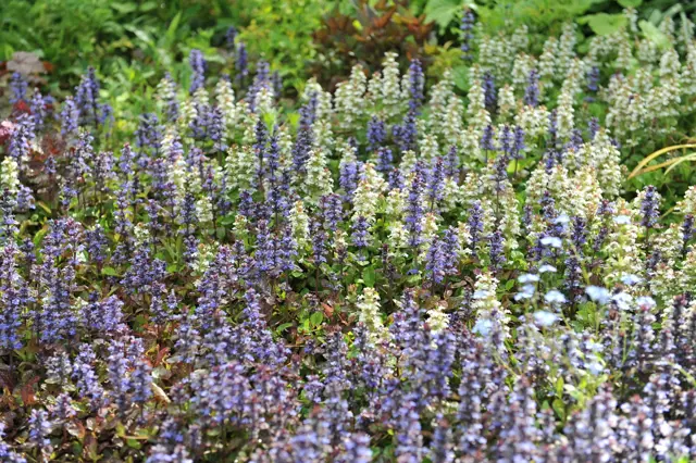 Τα άνθη του Ajuga reptans είναι συνήθως σκούρα μπλε, αλλά υπάρχουν επίσης ποικιλίες σε χρώματα που κυμαίνονται από γαλάζιο έως έντονο μπλε, μοβ, λευκό και ροζ.