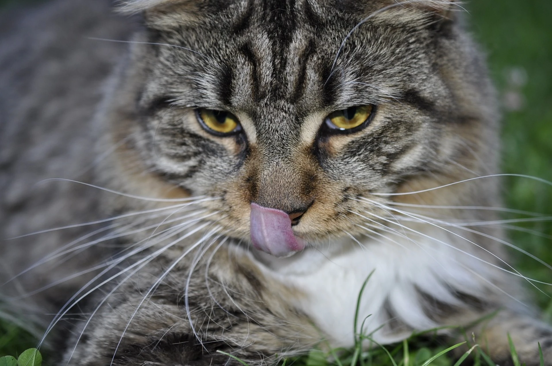 Maine Coon Cat