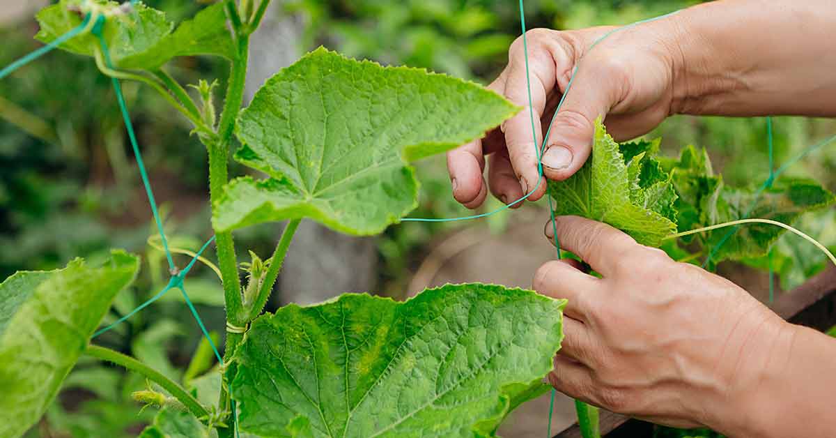 Τι μπορεί να γίνει για να μην πικρίζουν τα αγγούρια;